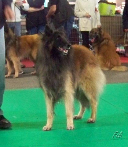 n°83 Corane du parc d'eden 5334.JPG